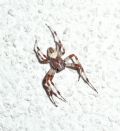 Araneus marmoreus var. pyramidatus